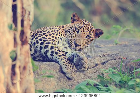 Leopard