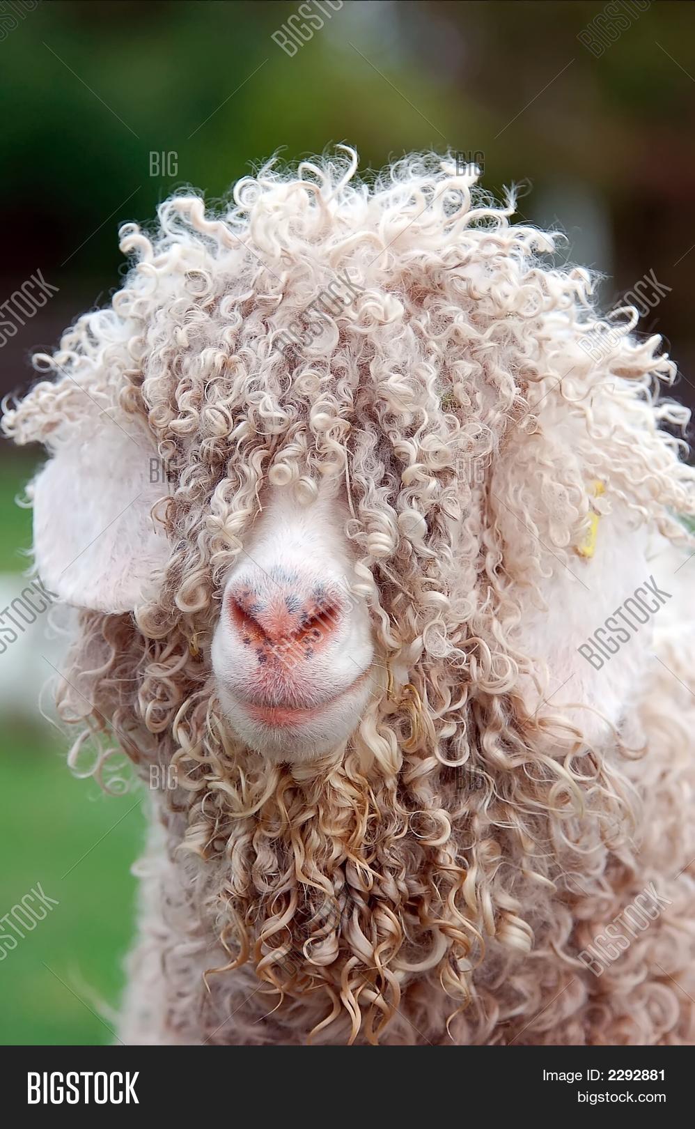 Hairy Sheep Image & Photo (Free Trial) Bigstock
