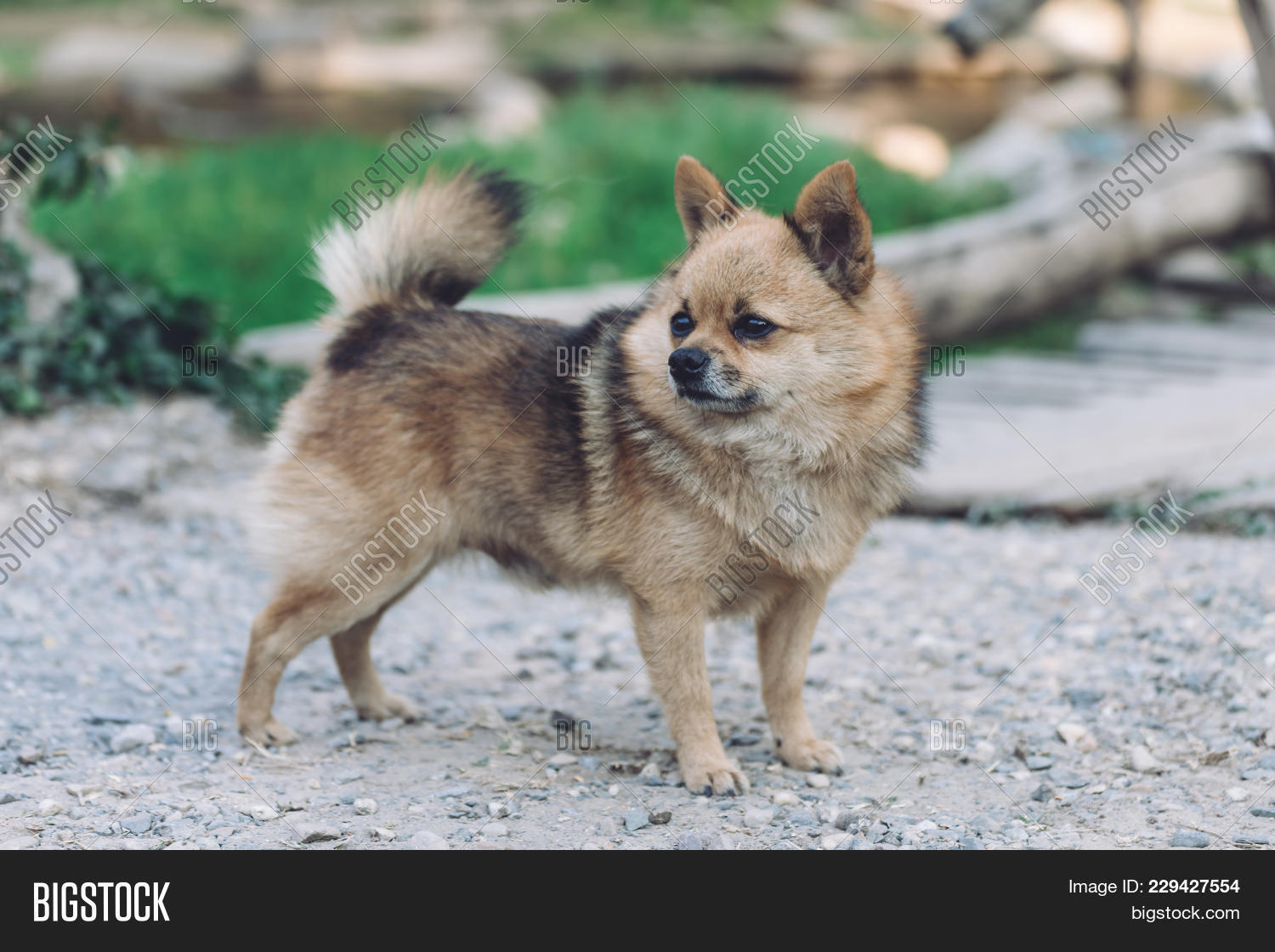 norwegian elkhound chihuahua mix