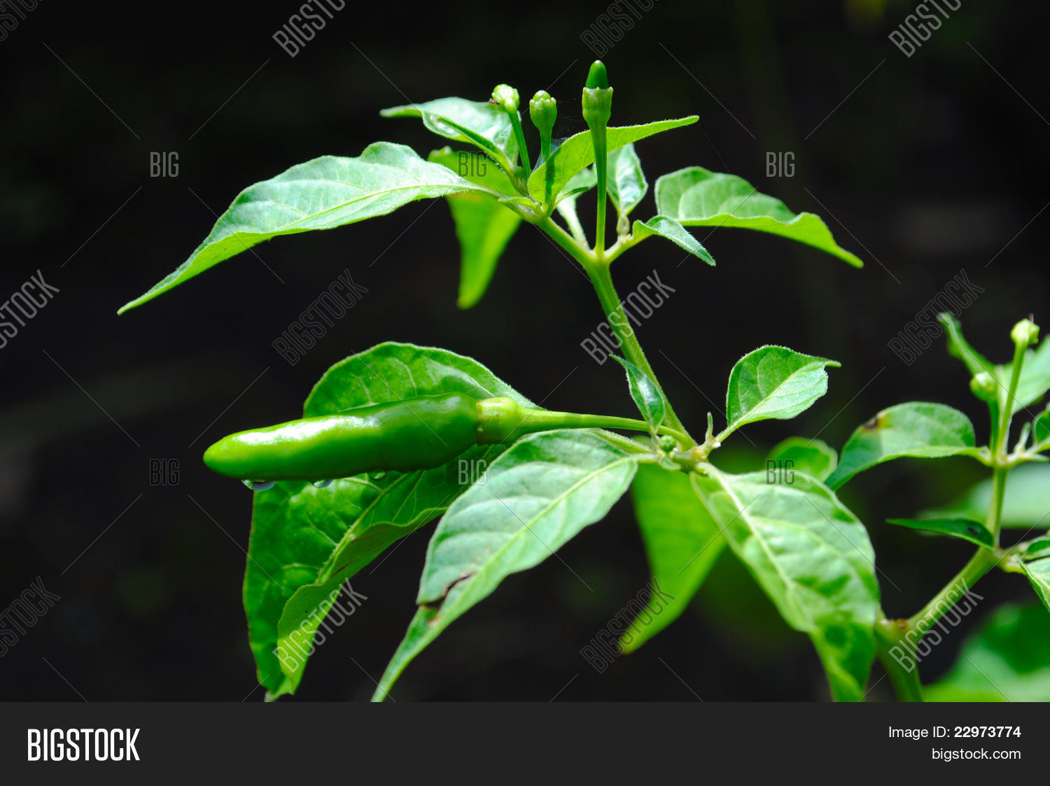 Image Preview