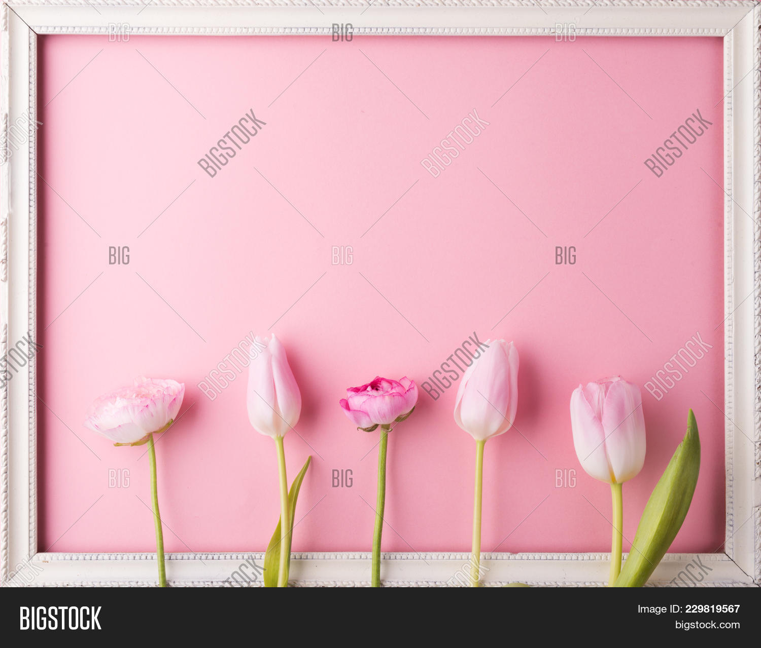 Pink Flowers On Pink Image Photo Free Trial Bigstock Chelsea fc wallpaper 2015 2015. pink flowers on pink image photo