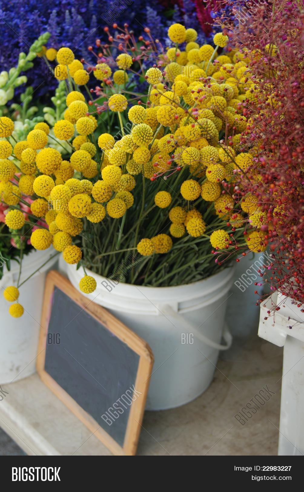 Little Yellow Pom Pom Image & Photo (Free Trial) Bigstock