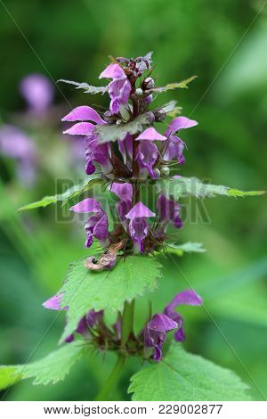 Detail Of The Blooming Blind Nettle - Medicinal Herb