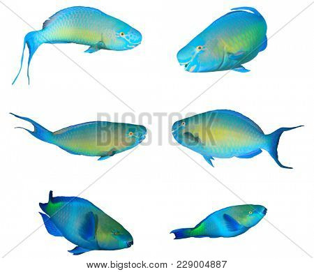 Collection Parrotfish reef fish isolated white background
