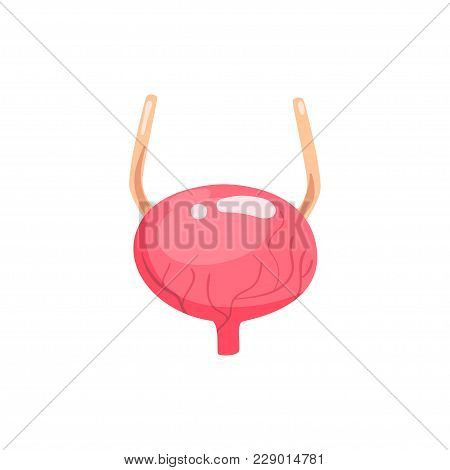 Human Bladder, Internal Organ Anatomy Vector Illustration Isolated On A White Background.