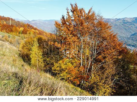 Autumn Carpathian Mountains Landscape With Multicolored Yellow-orange-red-brown Trees On Slope And  