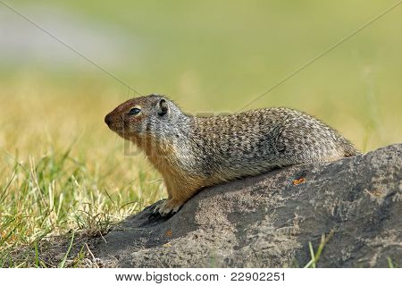 Colombiano ardilla (Spermophilus columbianus) - Parque Nacional de Banff, Canadá
