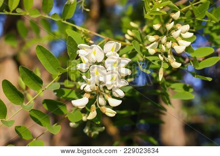 Blooming Flowers Of White Acacia Tree In A Park At Spring.