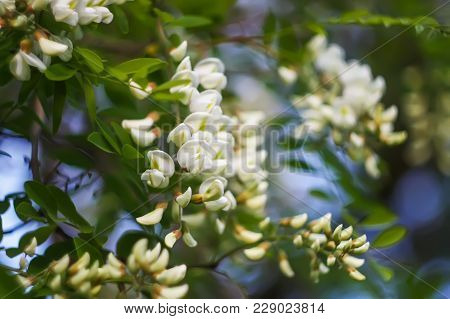 Blooming Flowers Of White Acacia Tree In A Park At Spring.