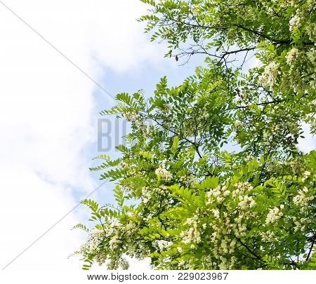 Blooming Flowers Of White Acacia Tree In A Park At Spring.
