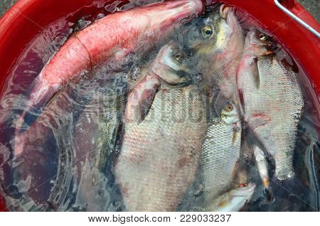 Catching Big Breams In Water In Red Pail