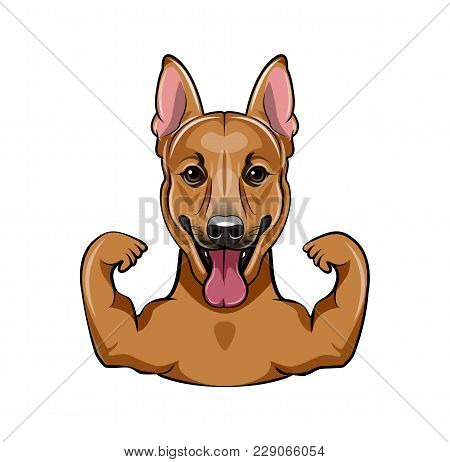 German Shepherd Dog With Muscules. Vector Illustration Isolated On White Background.