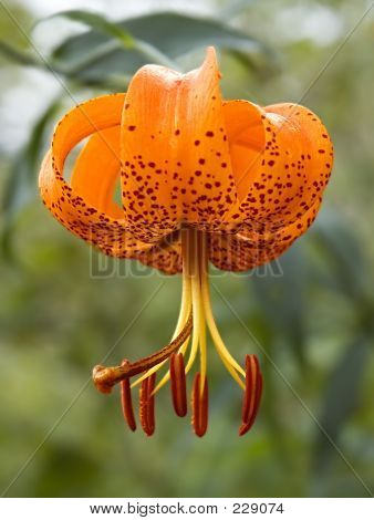 Arancio maculato giglio