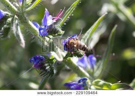The Bee Collects Nectar From Echium Vulgare, Viper's Bugloss, Blueweed. Collect Pollen In The Meadow