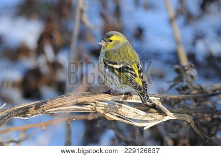 Eurasian Siskin (spinus Spinus) Sits On A Broken Bush (against The Background Of Dry Grass).