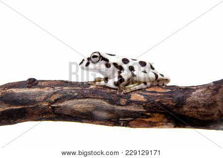 Annam Flying Frog, Rhacophorus Annamensis, Isolated On White Background