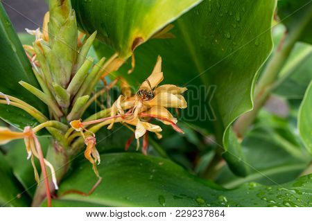 Wasp In A Kahili Ginger Flower With Leaves