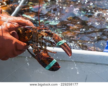 A Fisherman Has A Grip On A Lobster So The Head And Claws Are In View For The Camera While Sorting T