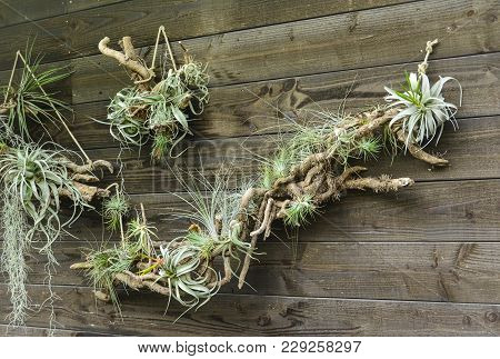 Tillandsia Air Plants On A Wooden Background
