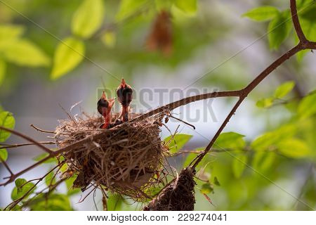 Bulbul Chicks In The Nest On Tree Branch. Bulbul Is A Local Bird In Thailand.