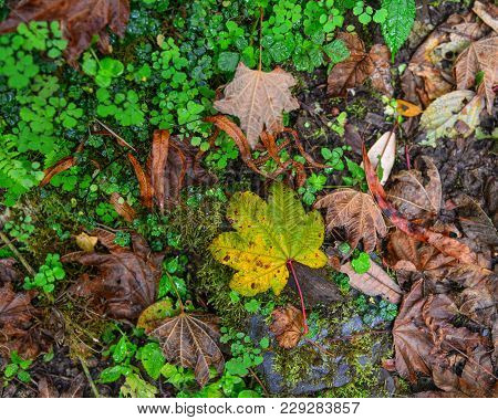 Fallen Leaves At Forest In Khopra, Nepal