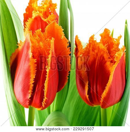 Colorful Tulips Spring Flowers Isolated On White Background