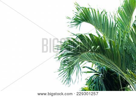 Green Leaf Of Palm Tree Isolated On White Background