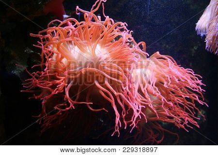 pink coral reef big barrier reef beautiful
