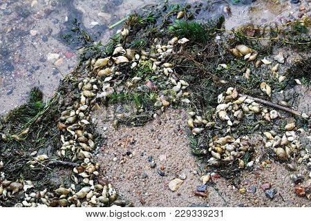 Snail Shells And Weeds On A Sandy Shore.