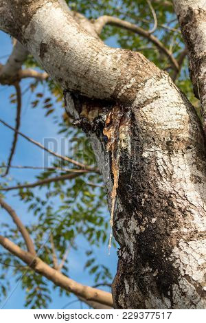 Tropical Tree Against The Sky. Sunny Day On Bali Island, Indonesia. Asia.