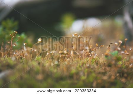 Closeup Of Green Moss In Autumn Forest