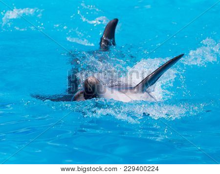 Dolphin In The Pool . In The Park In Nature