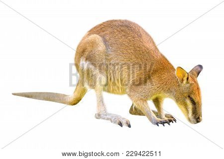 Australian Wallaby, Macropus Rufogriseus, Side View Isolated On White Background. The Wallaby Is A M