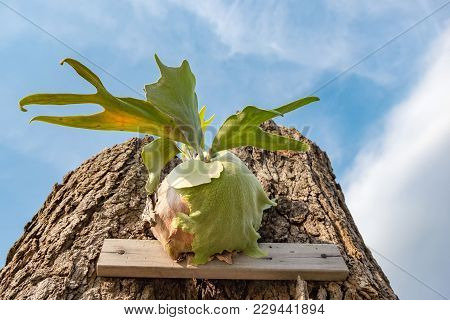 Selective Focus And Closed Up Image Staghorn Ferns (platycerium Holttumii) Plant Over Blue Sky Backg