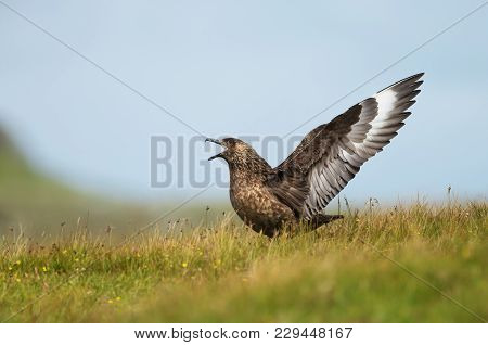Great Skua (stercorarius Skua) Bonxie Calling, Noss, Shetland, Uk.