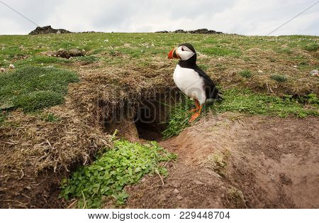 Atlantic Puffin Standing By Its Burrow, Noss Island, Shetland Islands, Uk.