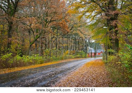 Autumn Danish Forest In November In Viborg, Denmark