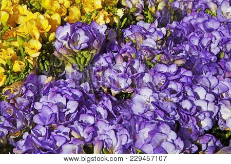 The Pale Yellow And Blue Freesia Flower