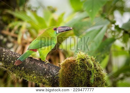 Standing Crimson-rumped Toucanet, South America, Ecuador. Wildlife Scene From Nature.  Animal In The