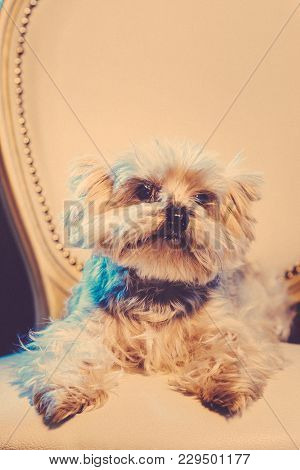 A Cute Yorkshire Terrier Lounging On A Leather Armchair. Toned Image.