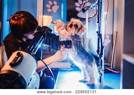 Female Groomer Haircut Yorkshire Terrier On The Table For Grooming In The Beauty Salon For Dogs.