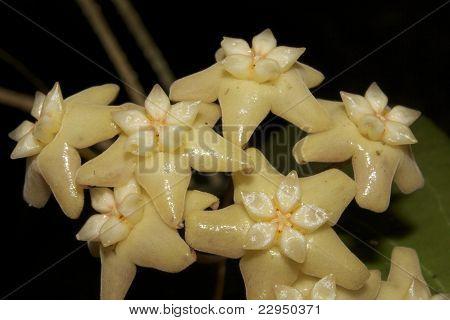โฮย่า pottsii (ขี้ผึ้งหรือพอร์ซเลน)