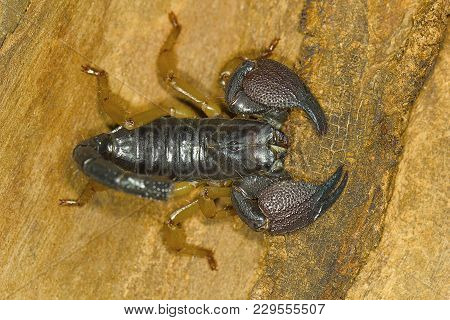Scorpion Top View Scientific Name Heterometrus Sp. Bangalore, Karnataka, India.
