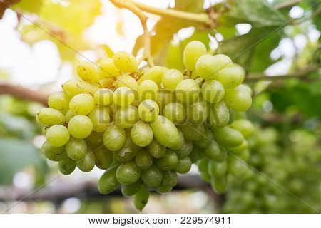 Vineyards At Sunset In Autumn Harvest. Ripe Grapes In Fall.