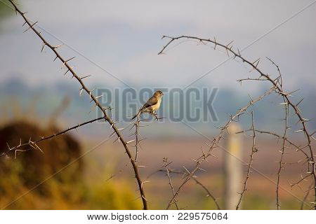Indian Silverbill, Or White-throated Munia , Euodice Malabarica, Saswad, Maharashtra, India