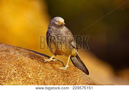 Large Grey Babbler, Turdoides Malcolmi, Hampi, Karnataka, India