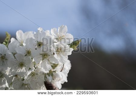 Spring, Cherry Blossoms