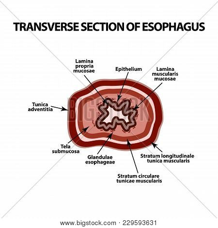 Transverse Section Of The Esophagus. Infographics. Vector Illustration On Isolated Background