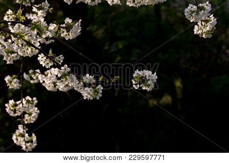 Spring, Cherry Blossoms