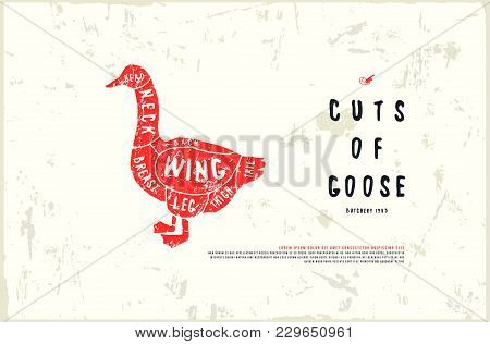 Stock Vector Goose Diagram In The Style Of Handmade Graphics. Illustration With Rough Texture. Color